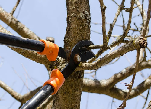 L’étêtage d’arbre, une de nos spécialités